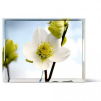 Поднос Emsa CLASSIC 50см х 37см 